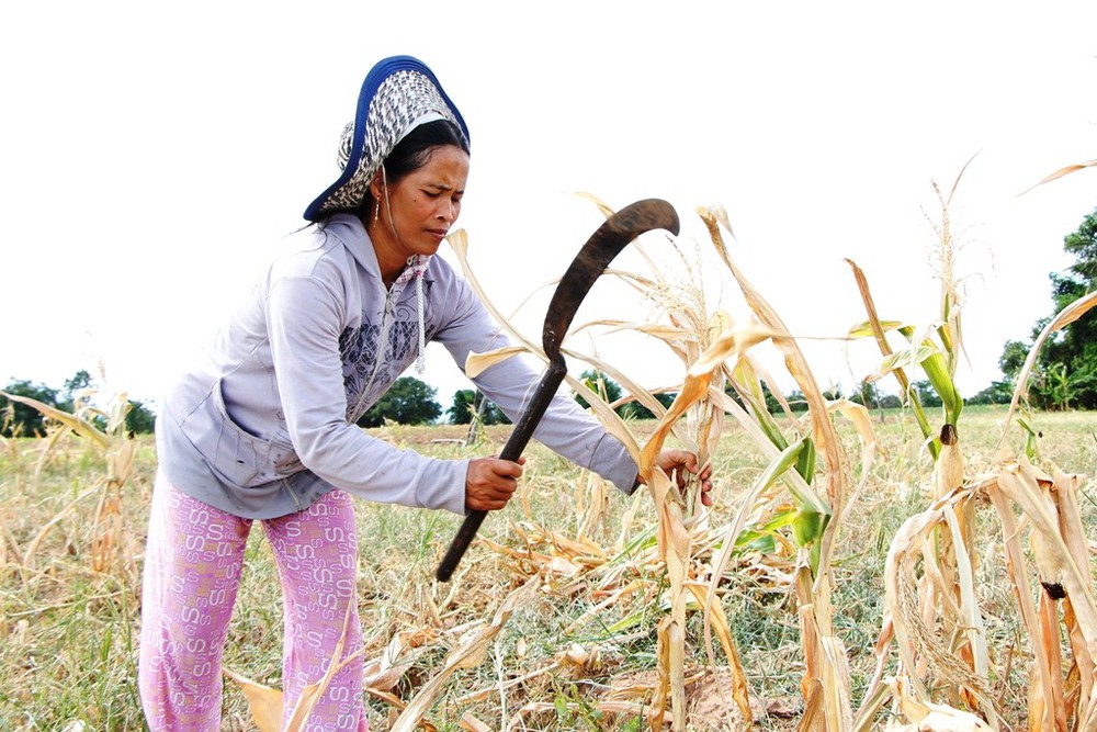 Ninh[-]Thuận[-]chuyển[-]đổi[-]gần[-]1.200[-]ha[-]cây[-]trồng[-]trên[-]vùng[-]đất[-]khô[-]hạn